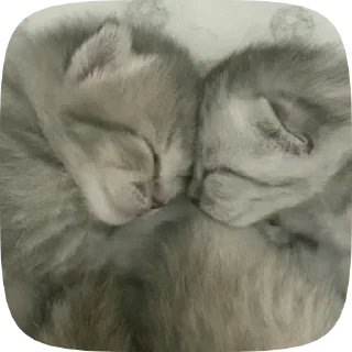 💤