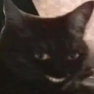🐈