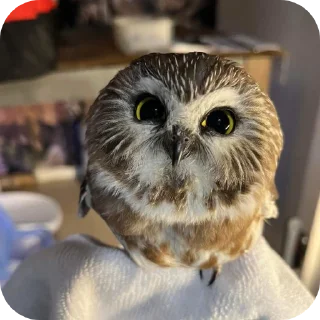 🦉