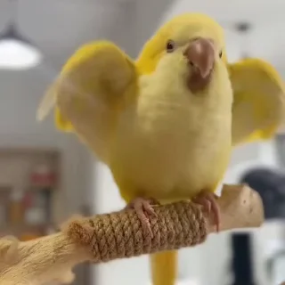 🤩