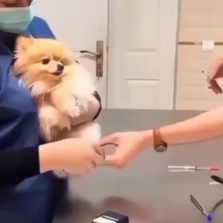 🐩