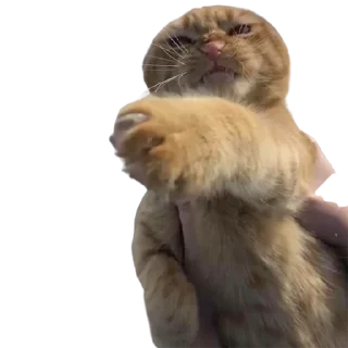 😠