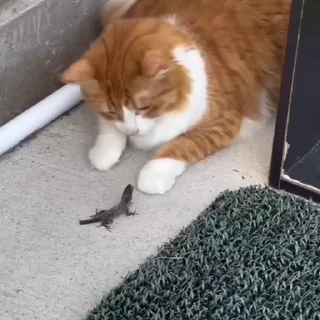 🐈‍⬛️