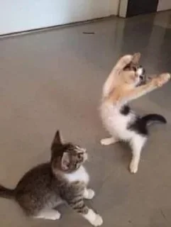 💃