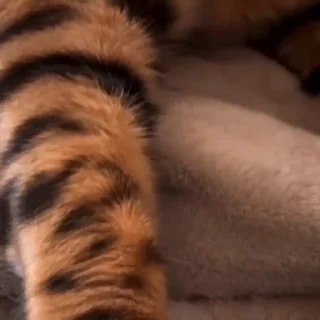 🤩