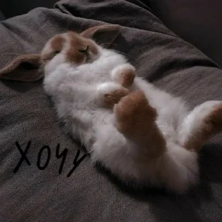 🐰