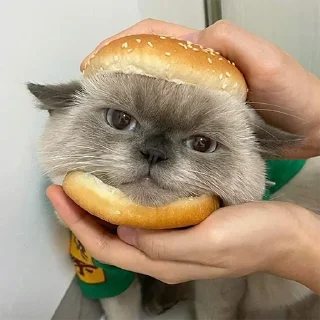 🐈