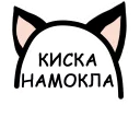 🐱