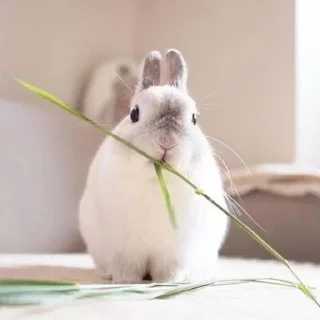 🥕