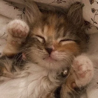 🐈