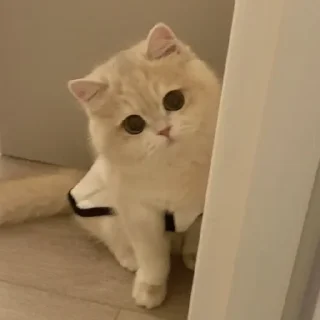 🐈