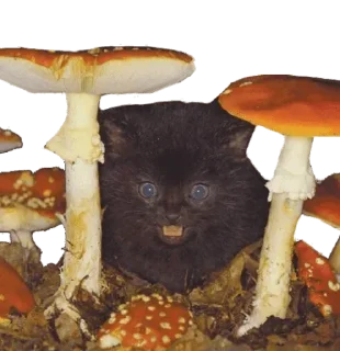🍄