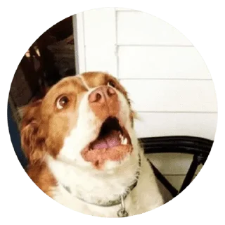 🐶