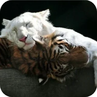🐱