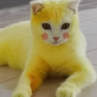 😺