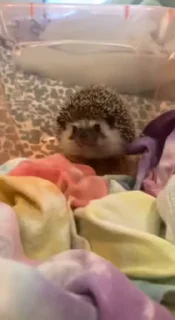 🦔