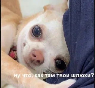 🥺