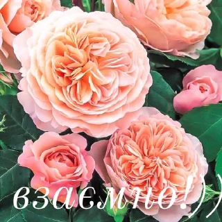 💞
