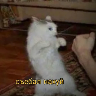 👊