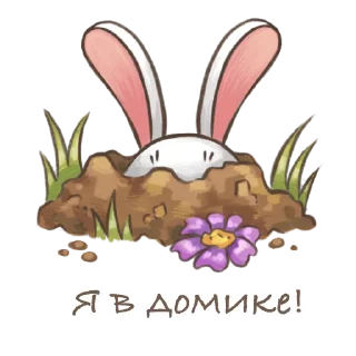 🐰