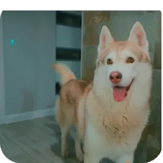 👍