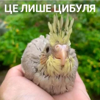 🧅