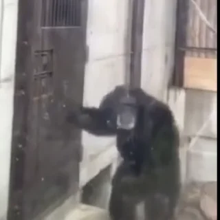 🙊