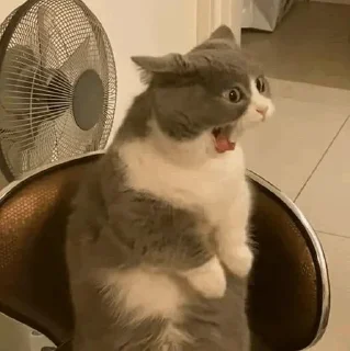 🐱