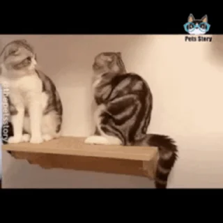 🐱