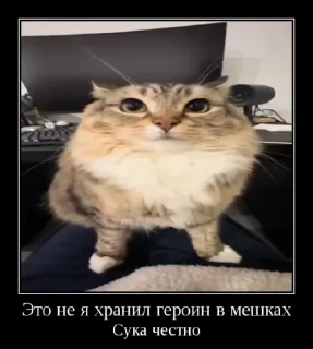 🌟