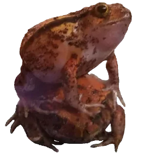 🐸