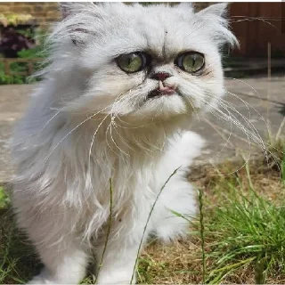 🤪