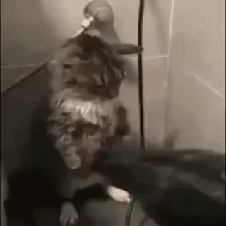 🌟