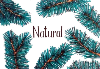 🌲