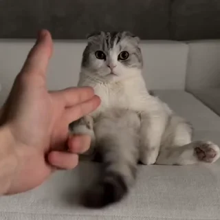 🐈‍⬛️