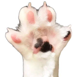 🐱