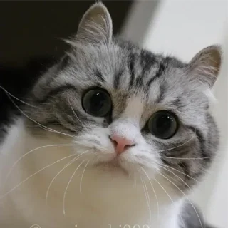 🥺