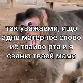 🐵