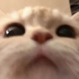 🥺