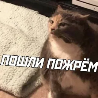 😺