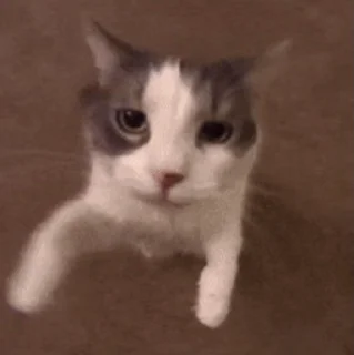@MemePack4K عضو اینجا نشو
