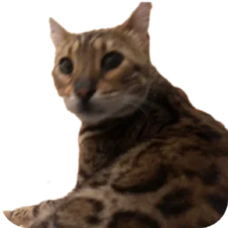 🐱