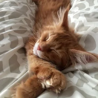 😴