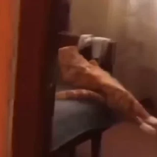 🐈