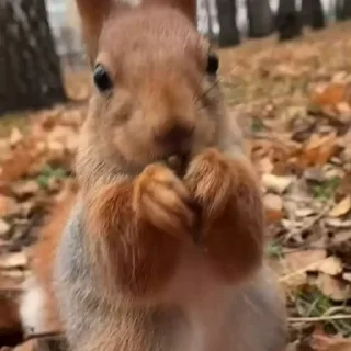 🤩