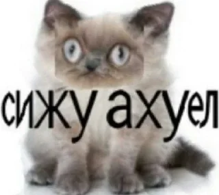 🐈