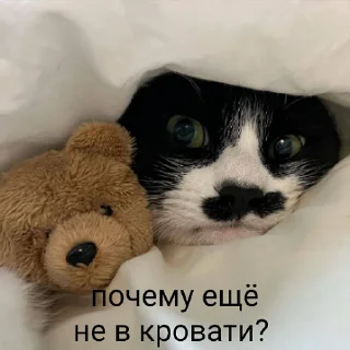 💤