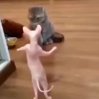 🤩