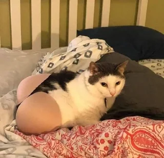 🎀