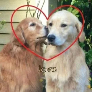 🐶